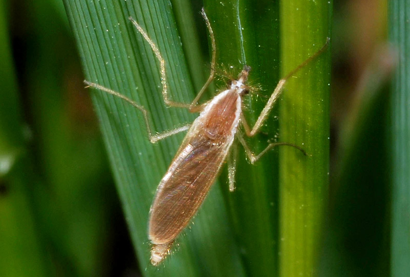 Chaoborus flavicans?